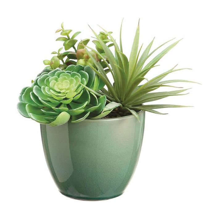 Succulent Garden 10"